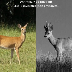 Trail Camera with 4G & Solar Powered | TrekWard